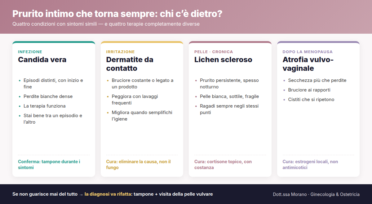 Infografica con quattro card: candida vera, dermatite da contatto, lichen scleroso e atrofia vulvo-vaginale, con i segnali distintivi e la cura di ciascuna